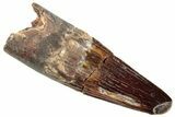 Fossil Spinosaurus Tooth - Real Dinosaur Tooth #296887-1